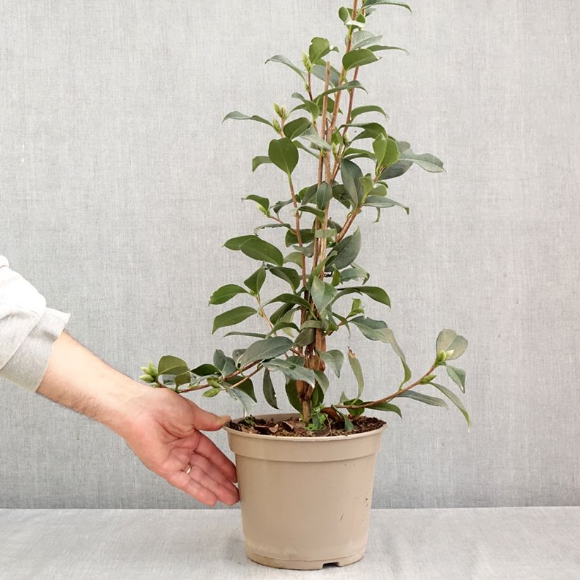 Exemplar von Camellia williamsii Lucky Star - Kamelie Topf mit 4L/5L wie im Herbst geliefert