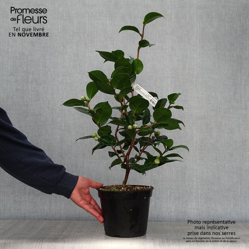 Exemplar von Camellia Marie-Galante - Japanische Kamelie Topf mit 4L/5L wie im Herbst geliefert