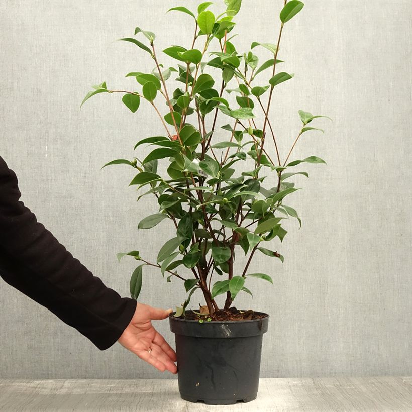 Exemplar von Camellia Mark Alan - Japanische Kamelie Topf mit 4L/5L wie im Herbst geliefert