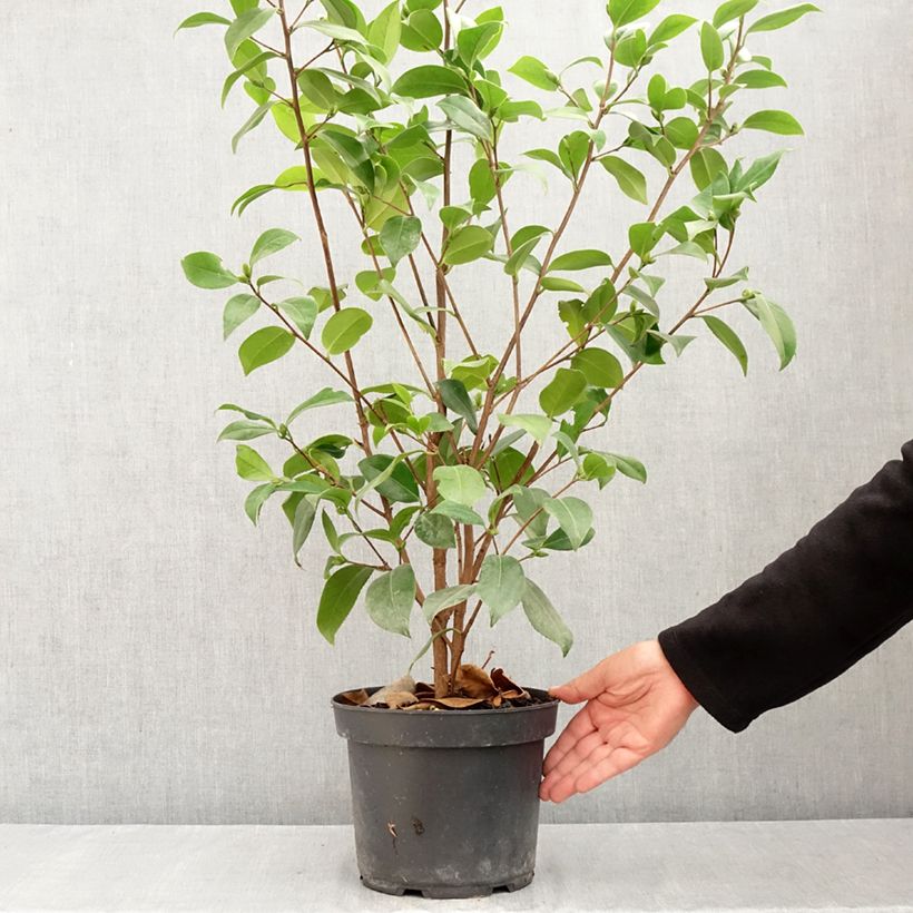 Exemplar von Camellia Mark Alan - Japanische Kamelie Topf mit 4L/5L wie im Sommer geliefert