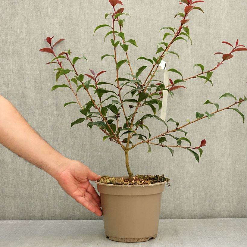 Exemplar von Camellia williamsii Night Rider - Kamelie Topf mit 4L/5L wie im Sommer geliefert