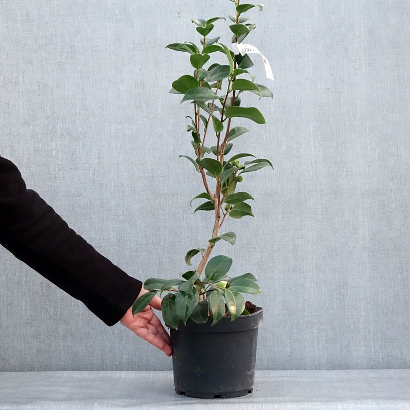 Exemplar&#x20;von&#x20;Camellia&#x20;Nuccio&#x27;s&#x20;Cameo&#x20;-&#x20;Japanische&#x20;Kamelie&#x20;Topf&#x20;mit&#x20;4L&#x2F;5L&#x20;wie&#x20;im&#x20;Winter&#x20;geliefert