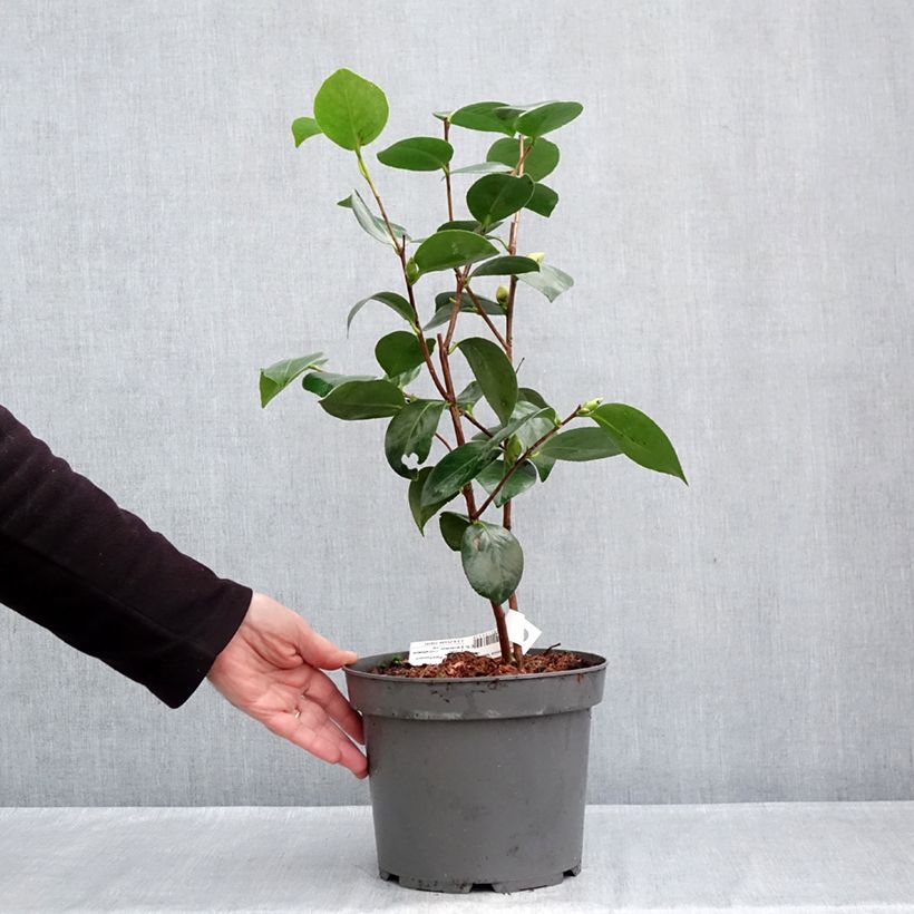 Exemplar von Camellia Nuccio's Gem - Japanische Kamelie Topf mit 2L/3L wie im Herbst geliefert