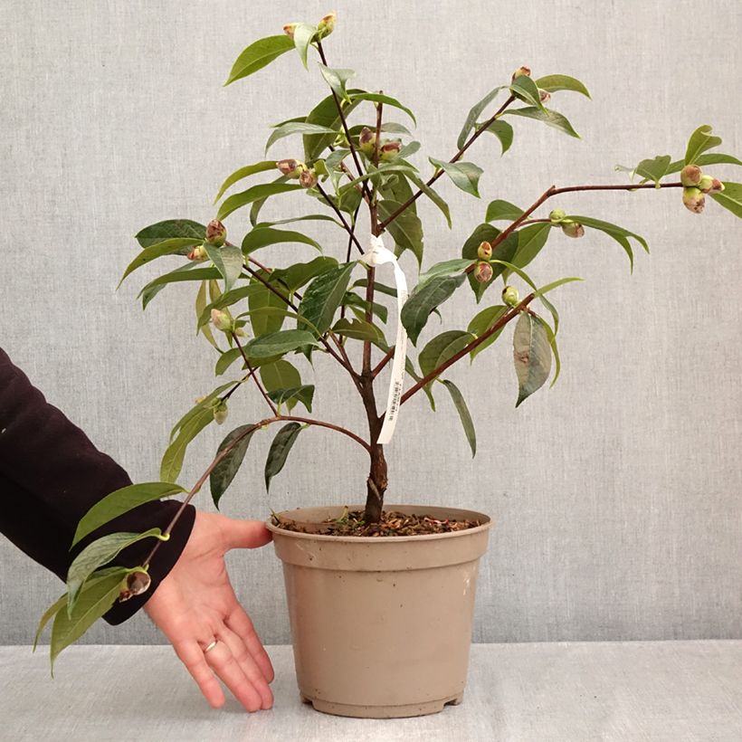 Exemplar von Camélia reticulé China Lady - Camellia reticulata Pot de 4L/5L wie im Herbst geliefert