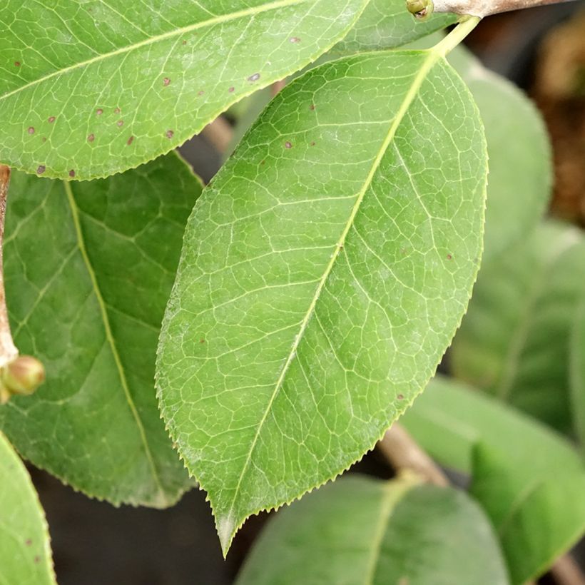 Camellia reticulata Dr Clifford Parks - Kamelie (Laub)