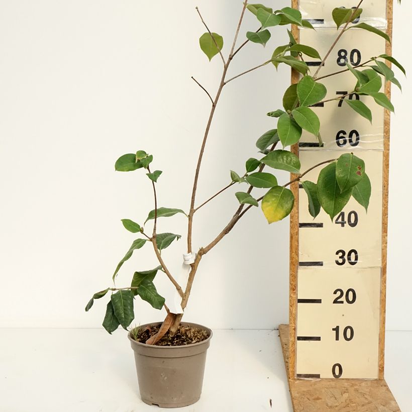 Exemplar von Camellia reticulata Dr Clifford Parks - Kamelie Topf mit 4L/5L wie im Sommer geliefert