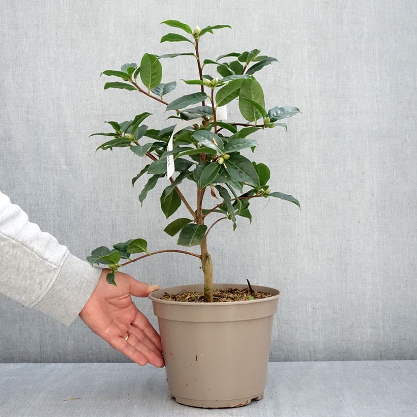 Exemplar von Camellia reticulata Ile Crozet - Kamelie Topf mit 4L/5L wie im Herbst geliefert