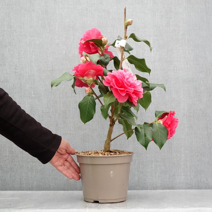 Exemplar von Camellia reticulata Larry Piet - Kamelie Topf mit 4L/5L wie im Frühjahr geliefert