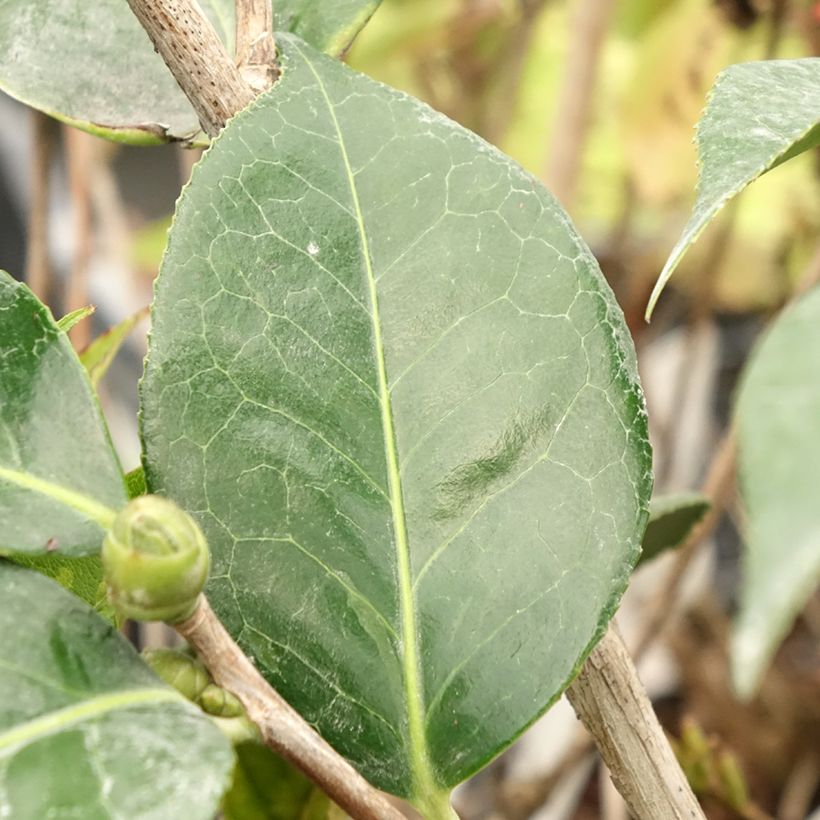 Camellia reticulata Lasca Beauty - Kamelie (Laub)