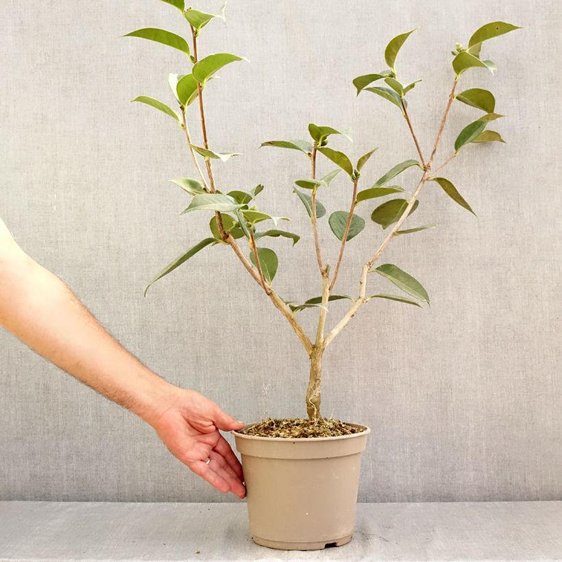 Exemplar von Camellia reticulata Lasca Beauty - Kamelie Topf mit 4L/5L wie im Sommer geliefert