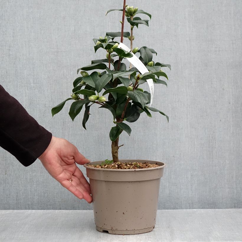 Exemplar von Camellia reticulata Lovely Lady - Kamelie Topf mit 4L/5L wie im Herbst geliefert