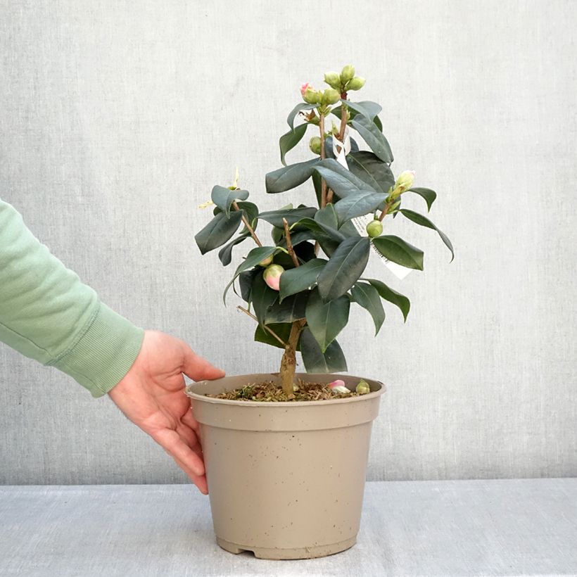 Exemplar von Camellia reticulata Lovely Lady - Kamelie Topf mit 4L/5L wie im Winter geliefert