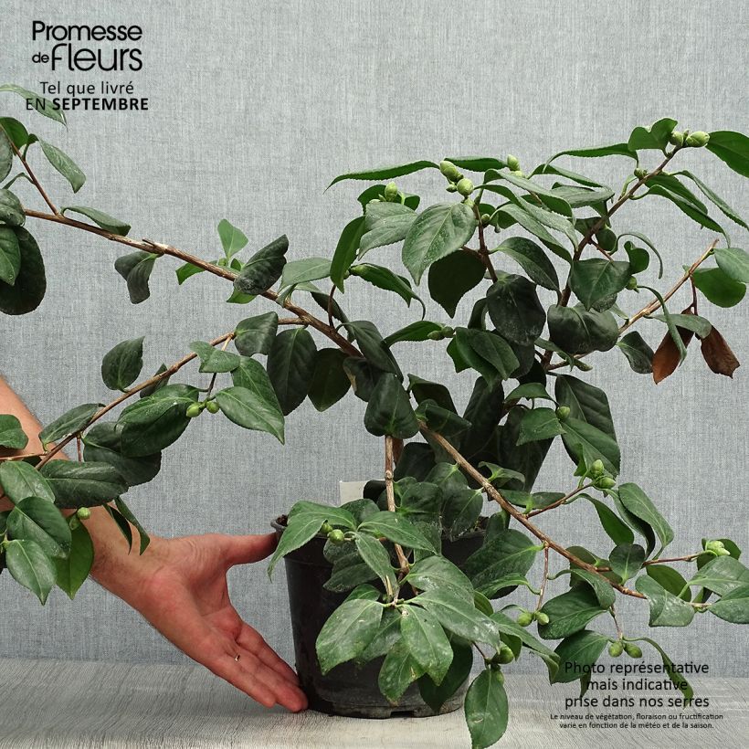 Exemplar von Camellia Sanpei Tsubaki - Japanische Kamelie Topf mit 4L/5L wie im Herbst geliefert