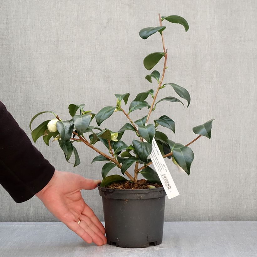 Exemplar von Camellia Satsuma - Japanische Kamelie Topf mit 2L/3L wie im Frühjahr geliefert