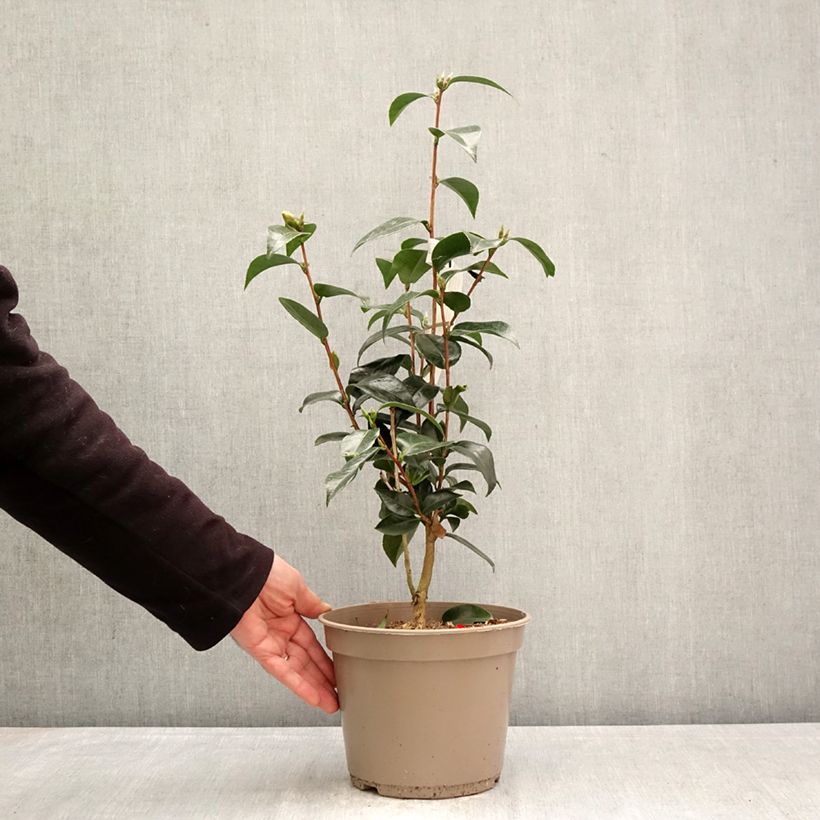 Exemplar von Camellia Stromboli - Japanische Kameliegoda - Kamelie Topf mit 4L/5L wie im Frühjahr geliefert