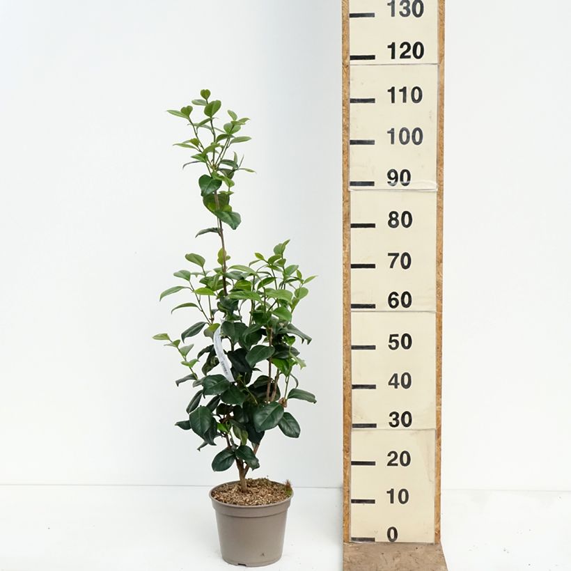 Exemplar von Camellia Tada Meibi - Japanische Kamelie Topf mit 4L/5L wie im Frühjahr geliefert