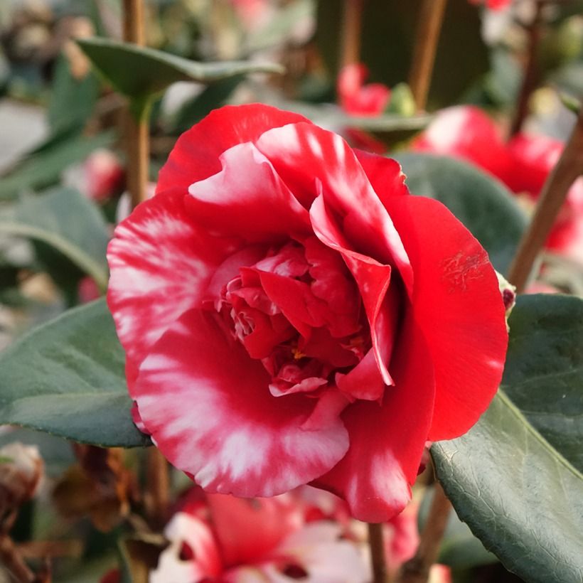 Camellia Midnight Variegated - Japanische Kamelie (Blüte)