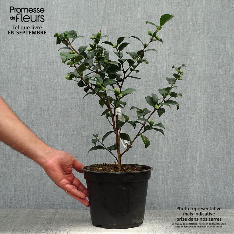 Exemplar von Camellia sasanqua Belinda - Herbstblühende Kamelie Topf mit 4L/5L wie im Herbst geliefert