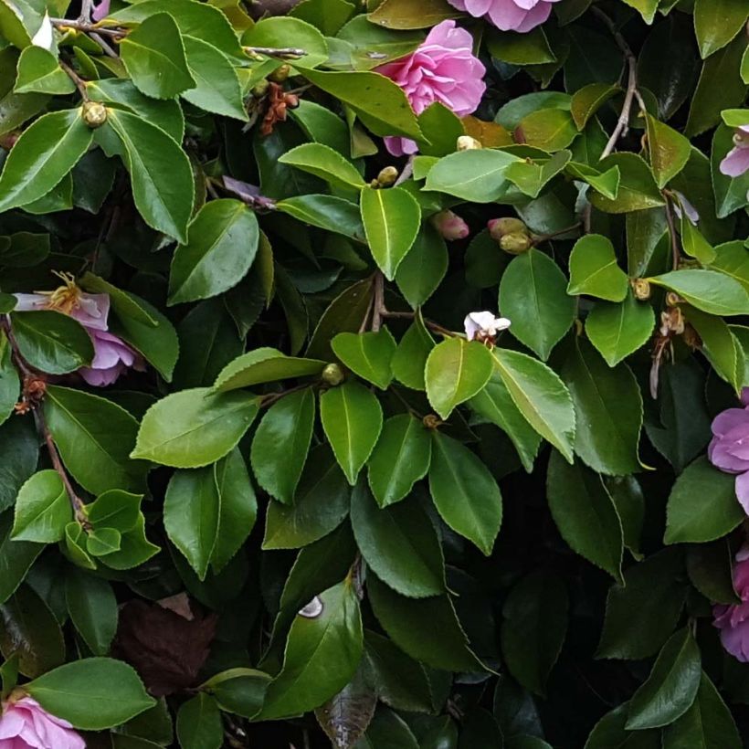 Camellia sasanqua Waterfall Pink - Herbstblühende Kamelie (Laub)