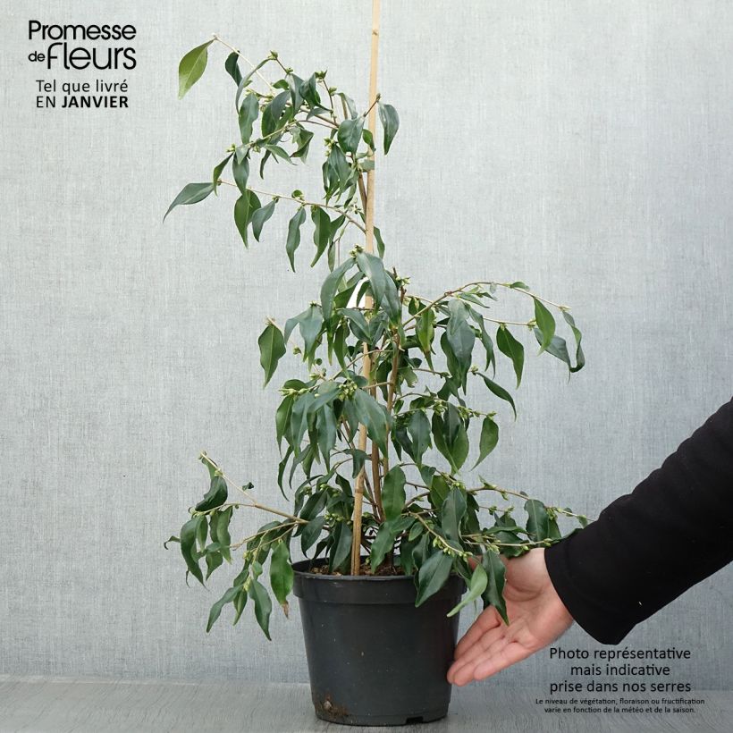 Exemplar von Camellia tsaii Topf mit 4L/5L wie im Winter geliefert