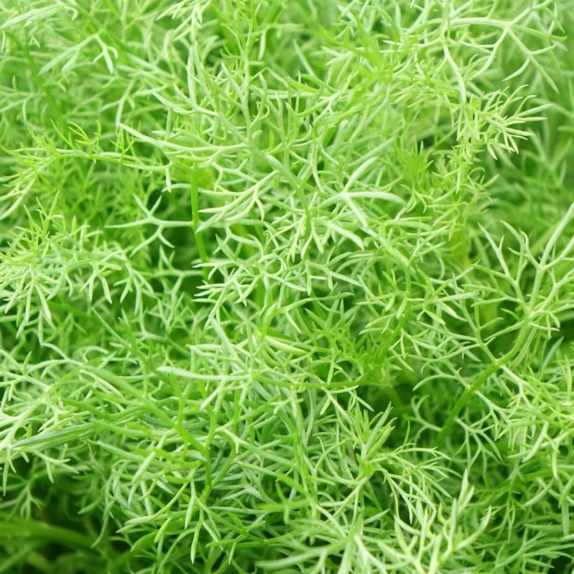 Echte Kamille - Matricaria camomilla (Laub)