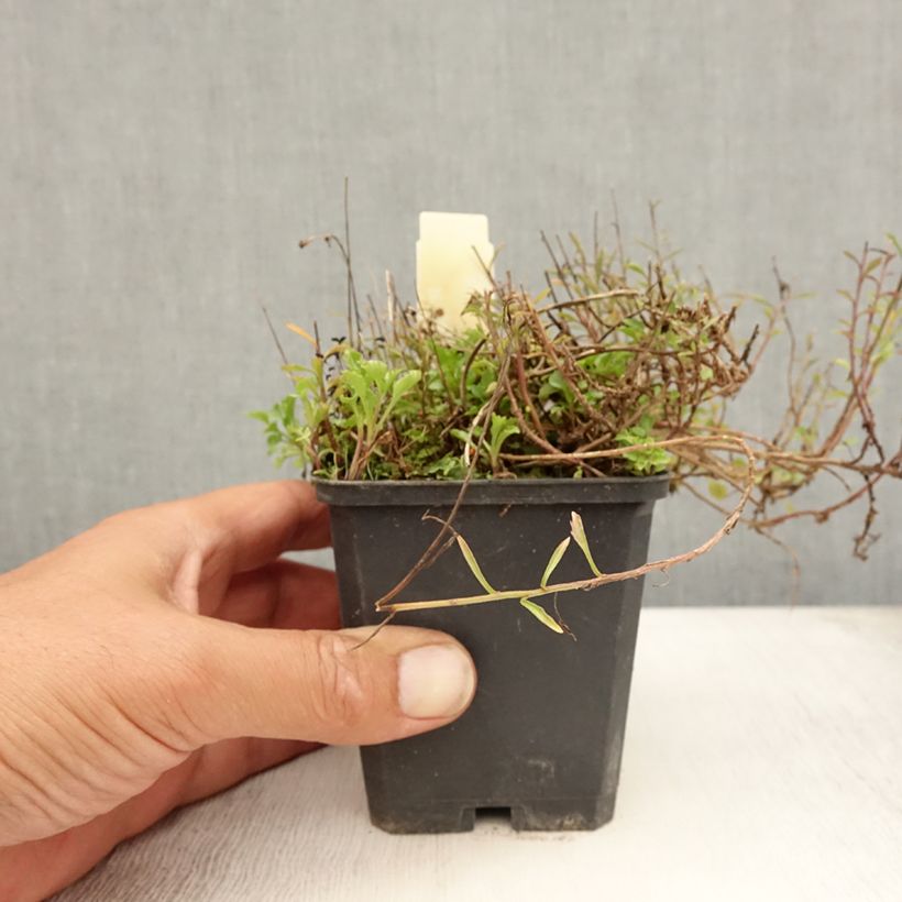 Exemplar von Campanula cochleariifolia - Zwerg-Glockenblume Kleine Töpfe von 8/9 cm wie im Sommer geliefert