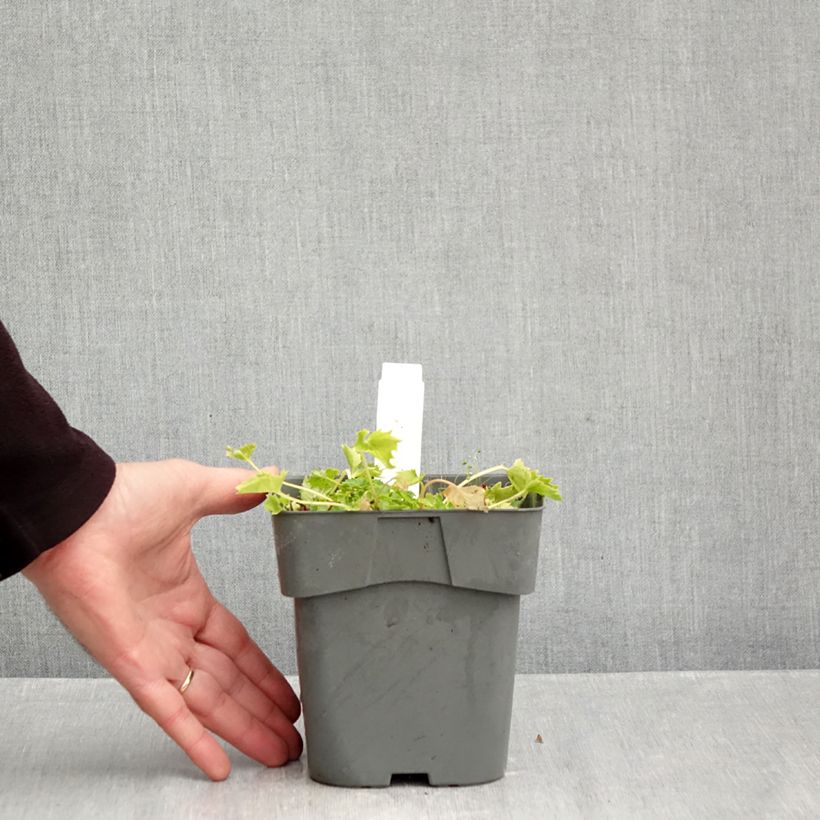 Exemplar von Campanula garganica Dickson s Gold - Sternpolster-Glockenblume Topf mit 2L/3L wie im Herbst geliefert