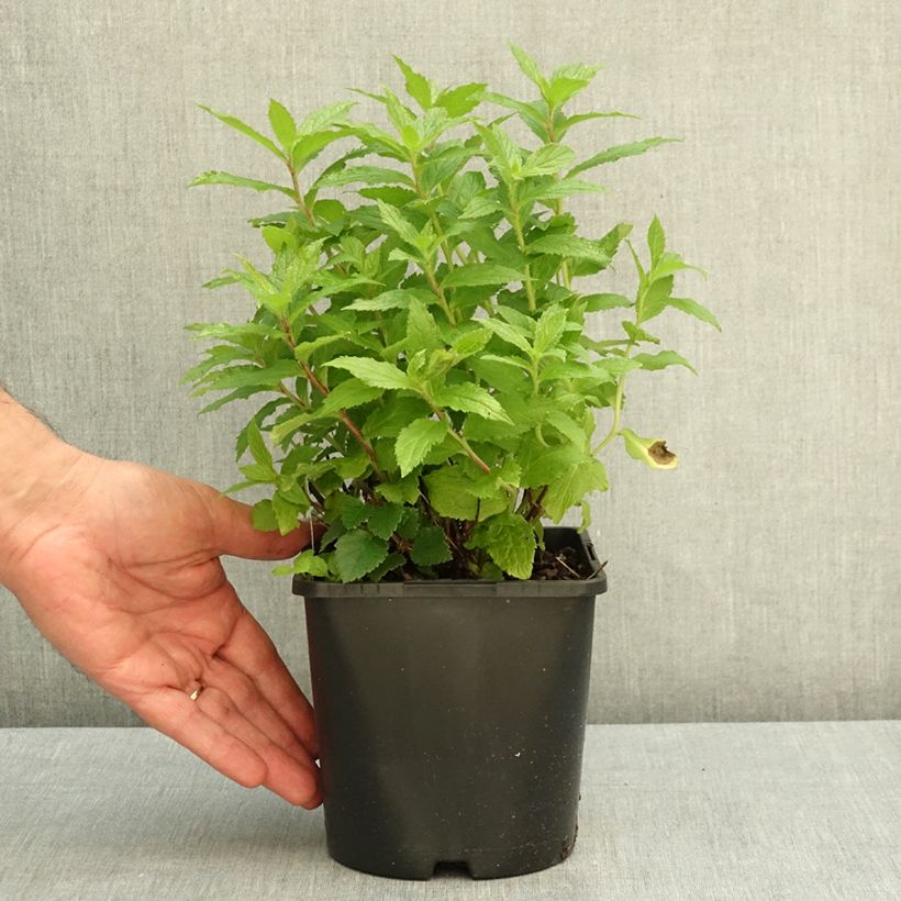 Exemplar von Dolden-Glockenblume Loddon Anne - Campanula lactiflora Topf mit 1,5L/2L wie im Herbst geliefert