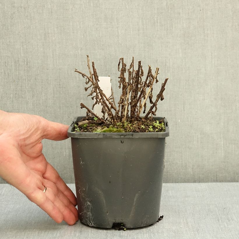 Exemplar von Dolden-Glockenblume Prichard s variety - Campanula lactiflora Topf mit 2L/3L wie im Herbst geliefert