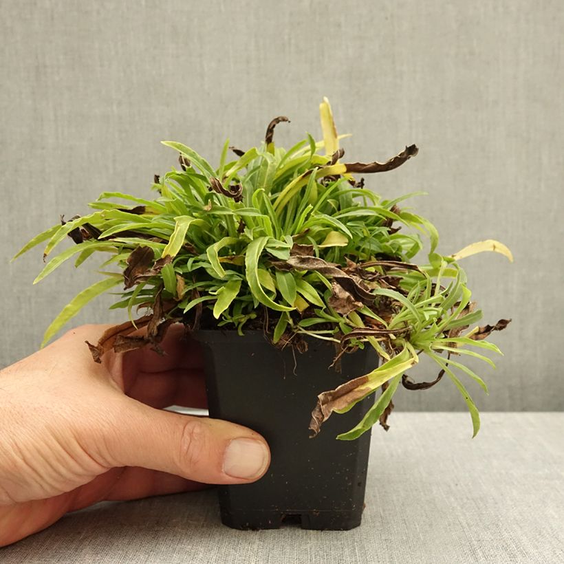 Exemplar von Pfirsichblättrige Glockenblume La Bello - Campanula persicifolia Kleine Töpfe von 8/9 cm wie im Herbst geliefert