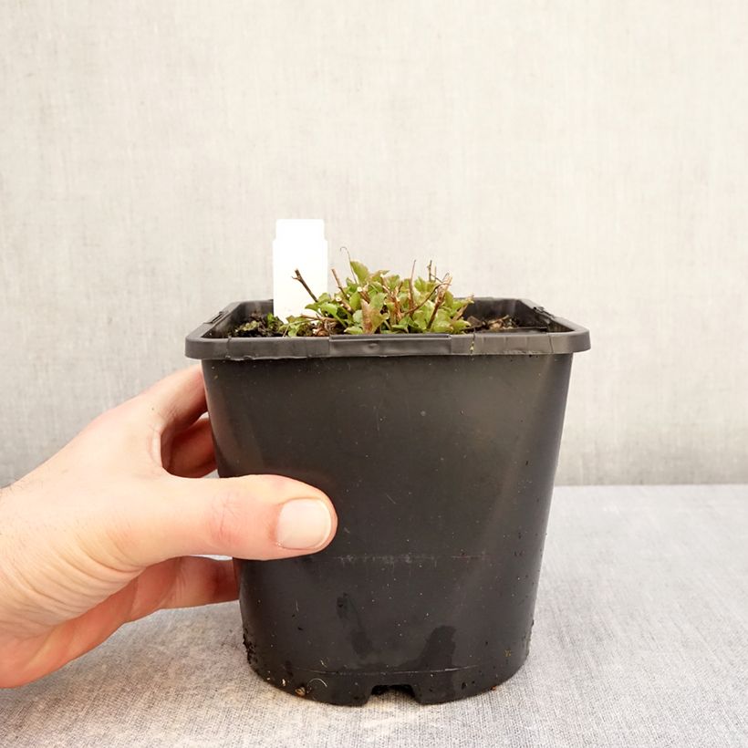 Exemplar von Pfirsichblättrige Glockenblume La Bello - Campanula persicifolia Topf mit 2L/3L wie im Winter geliefert