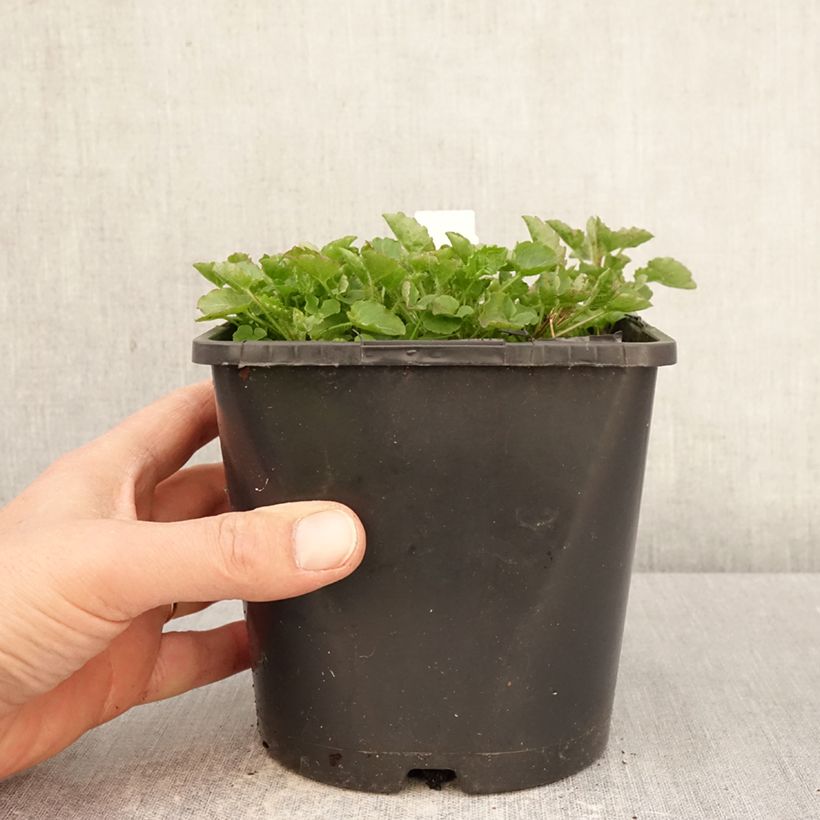 Exemplar von Pfirsichblättrige Glockenblume La Bello - Campanula persicifolia Topf mit 2L/3L wie im Frühjahr geliefert