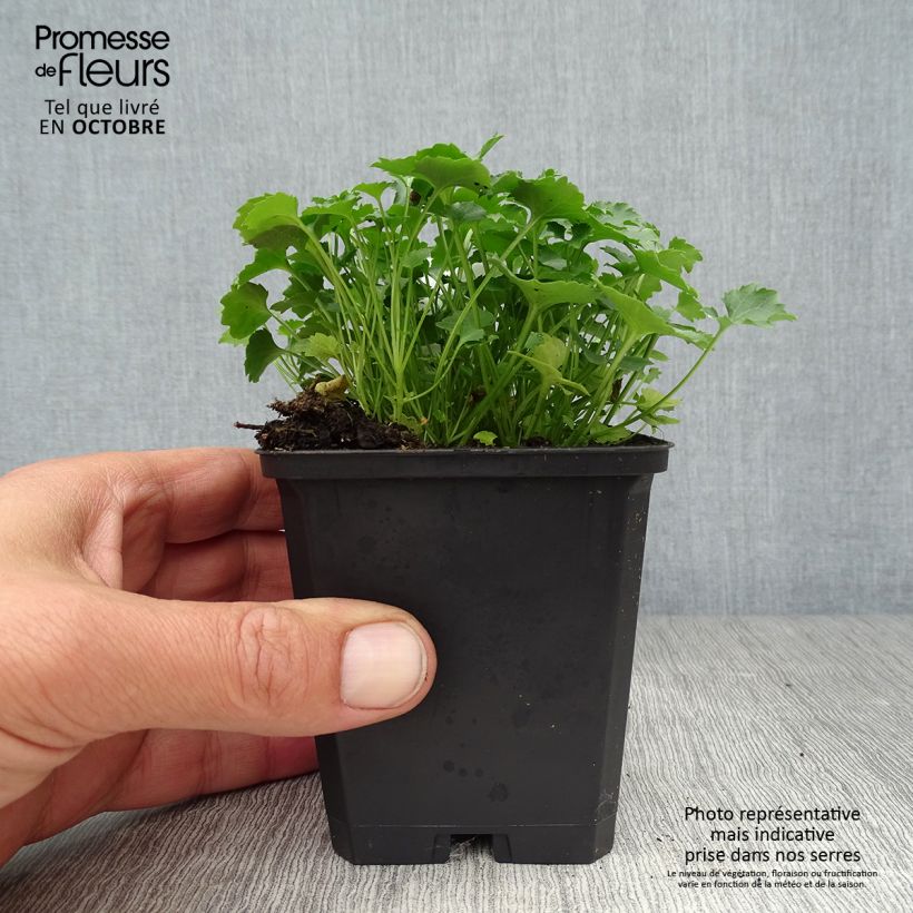 Exemplar von Campanula poscharskyana Resholt Variety - Hängepolster-Glockenblume Kleine Töpfe von 8/9 cm wie im Herbst geliefert