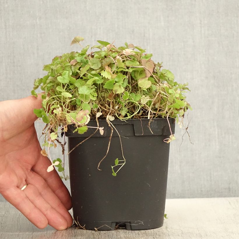 Exemplar von Campanula poscharskyana - Hängepolster-Glockenblume Topf mit 2L/3L wie im Frühjahr geliefert