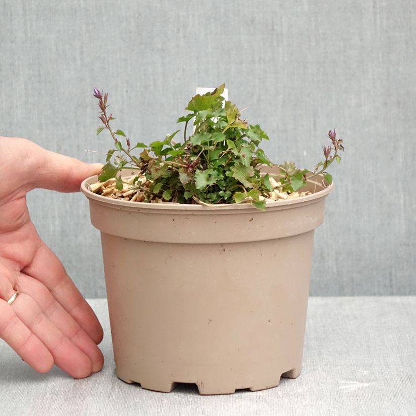 Exemplar von Campanula poscharskyana Stella - Hängepolster-Glockenblume Topf mit 2L/3L wie im Herbst geliefert