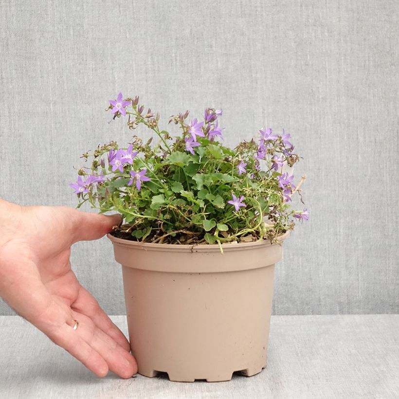 Exemplar von Campanula poscharskyana Stella - Hängepolster-Glockenblume Topf mit 2L/3L wie im Sommer geliefert