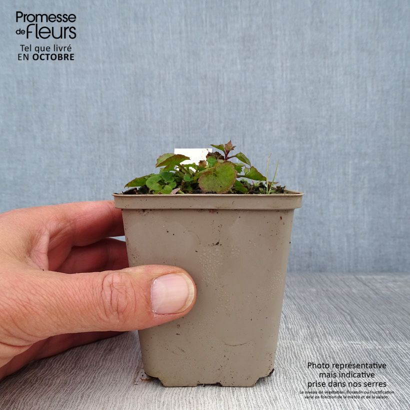 Exemplar von Campanula poscharskyana Trollkind - Hängepolster-Glockenblume Kleine Töpfe von 8/9 cm wie im Herbst geliefert