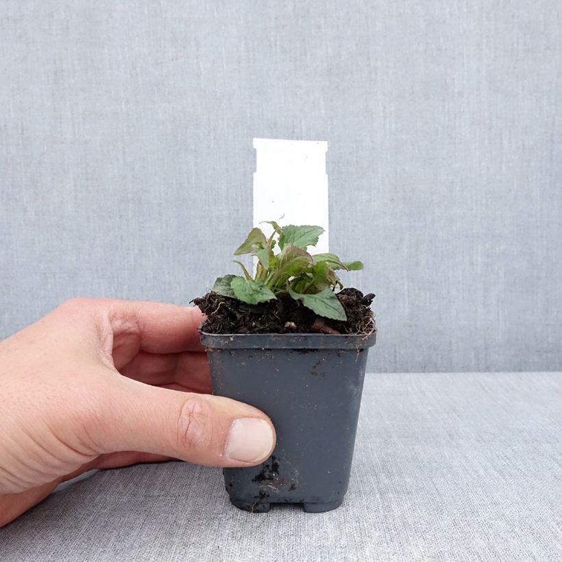 Exemplar von Campanula punctata Milky Way - Pyramiden-Glockenblume Kleine Töpfe von 8/9 cm wie im Frühjahr geliefert