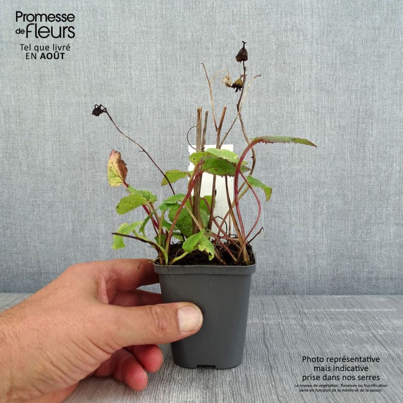 Exemplar von Campanula punctata Rubriflora - Pyramiden-Glockenblume Kleine Töpfe von 8/9 cm wie im Sommer geliefert