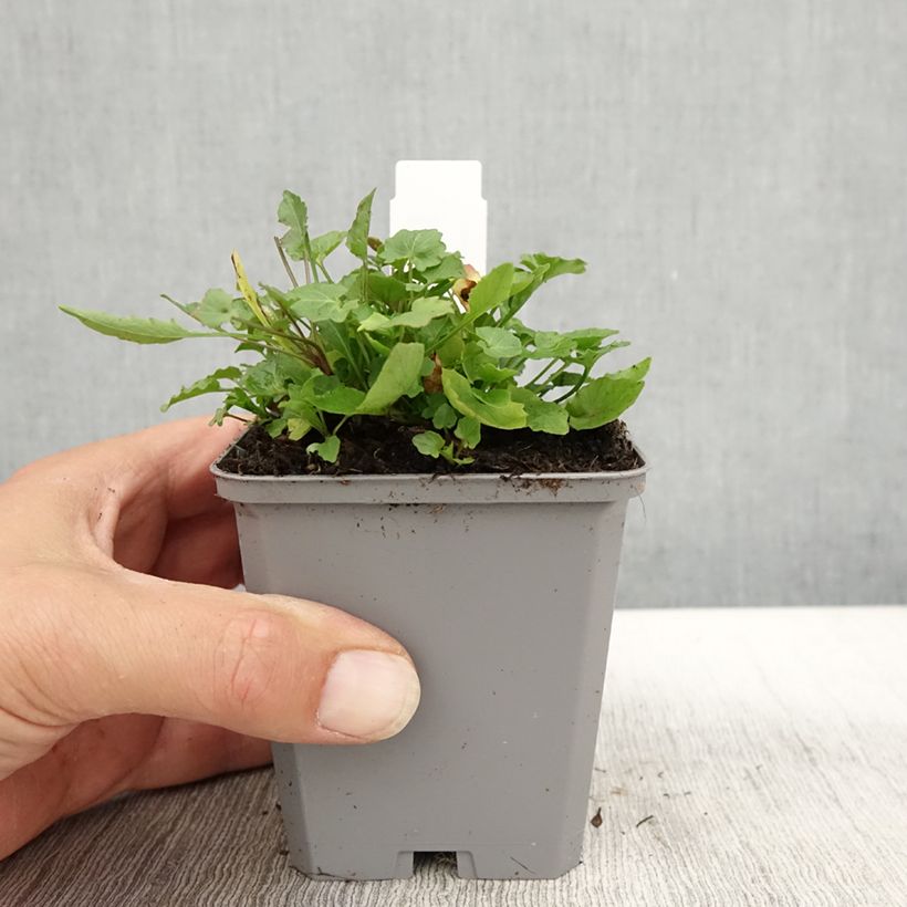Exemplar von Campanula rotundifolia - Rundblättrige Glockenblume Kleine Töpfe von 8/9 cm wie im Herbst geliefert