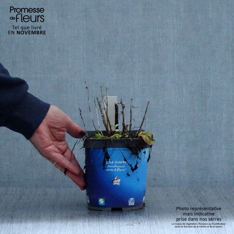Exemplar von Campanula glomerata Superba - Knäuel-Glockenblume Topf mit 2L/3L wie im Herbst geliefert