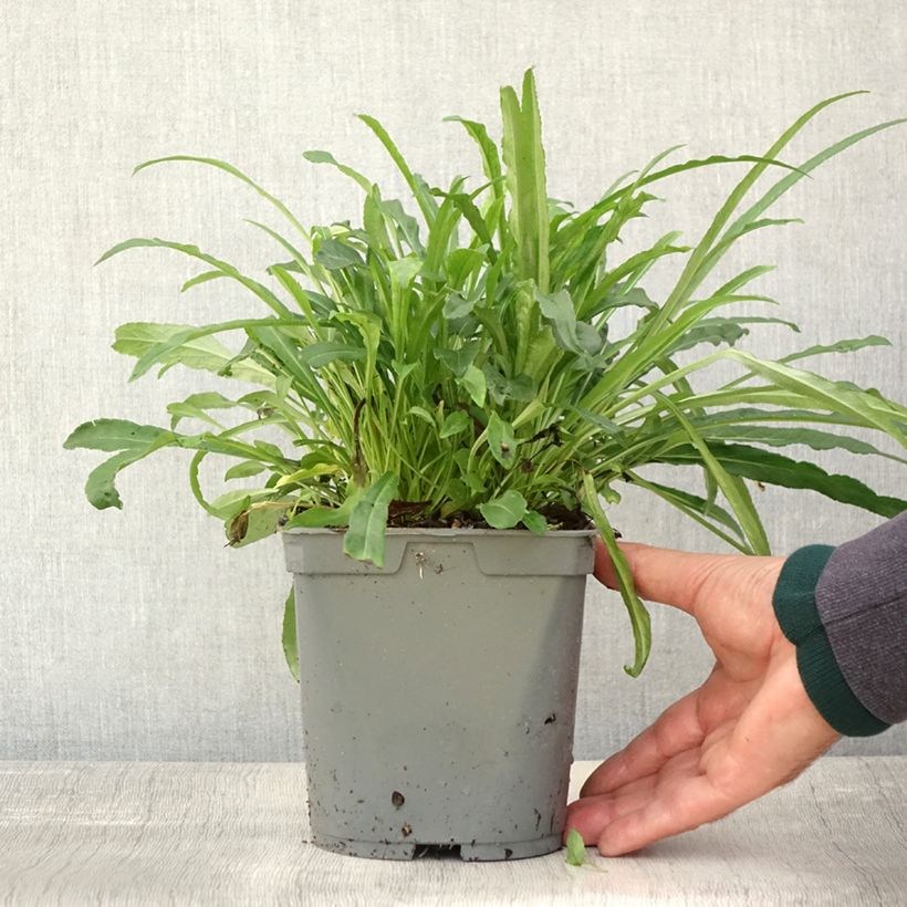 Exemplar von Pfirsichblättrige Glockenblume Alba - Campanula persicifolia Topf mit 2L/3L wie im Herbst geliefert