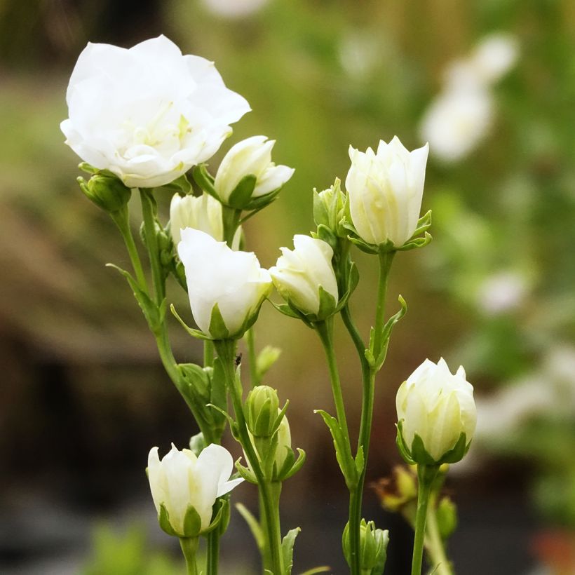 Pfirsichblättrige Glockenblume La Bonne Amie - Campanula persicifolia (Blüte)