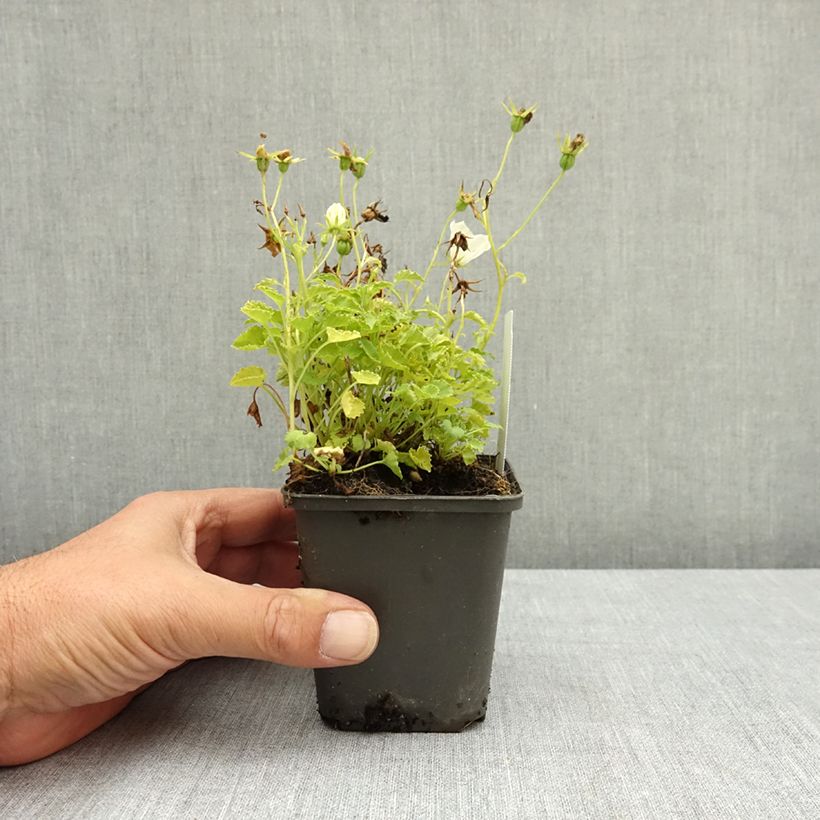 Exemplar von Campanula carpatica Weiße Clips - Karpaten-Glockenblume Kleine Töpfe von 8/9 cm wie im Sommer geliefert