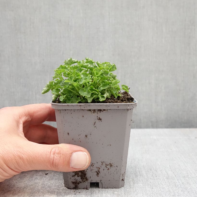 Exemplar von Campanula carpatica Weiße Clips - Karpaten-Glockenblume Kleine Töpfe von 8/9 cm wie im Frühjahr geliefert
