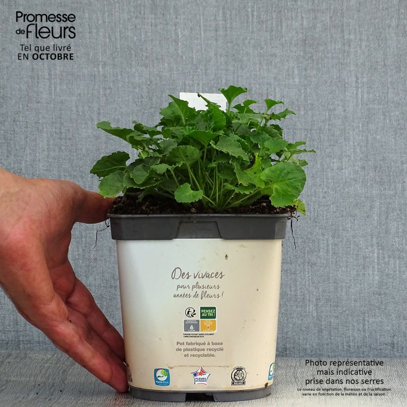 Exemplar von Campanula carpatica Weiße Clips - Karpaten-Glockenblume Topf mit 2L/3L wie im Herbst geliefert
