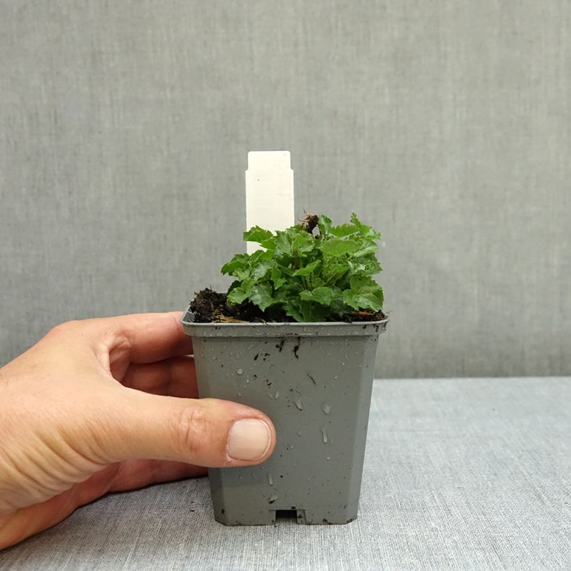 Exemplar von Campanula carpatica Blaue Clips - Karpaten-Glockenblume Kleine Töpfe von 8/9 cm wie im Herbst geliefert
