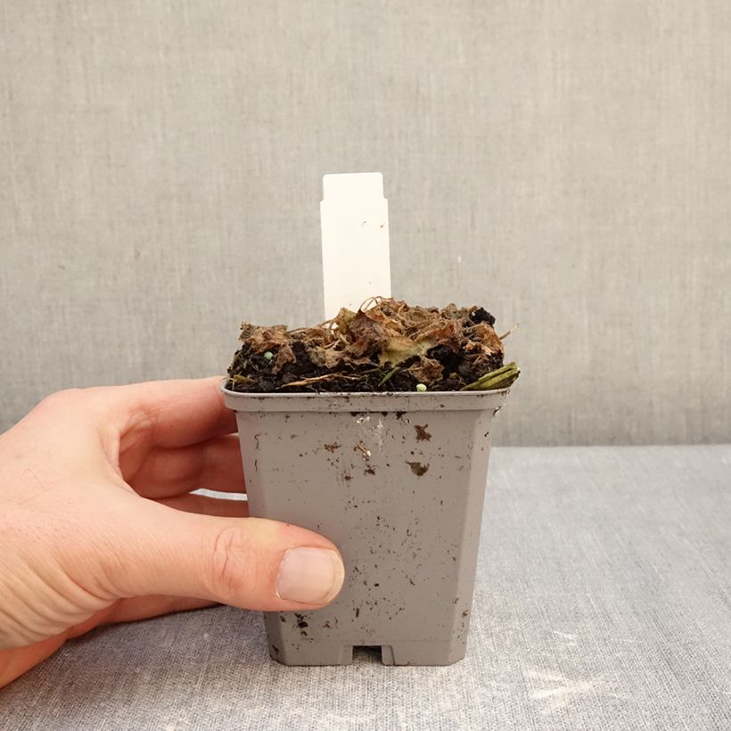 Exemplar von Campanula carpatica Blaue Clips - Karpaten-Glockenblume Kleine Töpfe von 8/9 cm wie im Winter geliefert