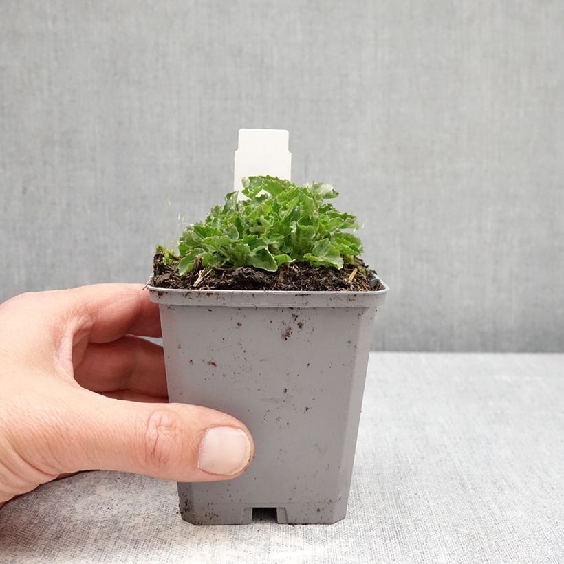 Exemplar von Campanula carpatica Blaue Clips - Karpaten-Glockenblume Kleine Töpfe von 8/9 cm wie im Frühjahr geliefert