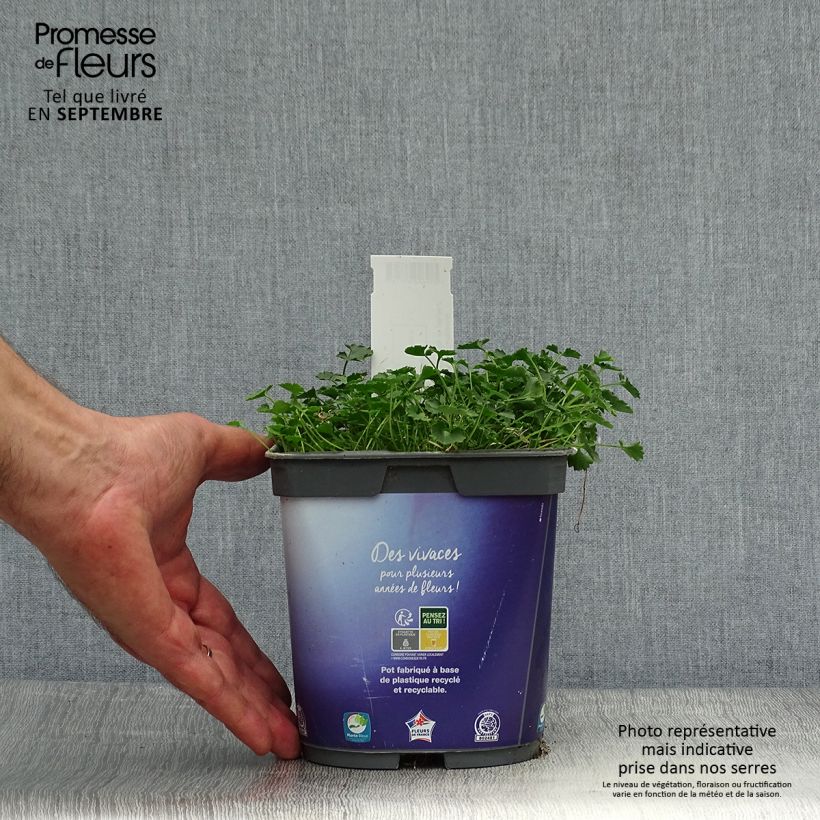 Exemplar von Dalmatiner Glockenblume - Campanula portenschlagiana Topf mit 2L/3L wie im Herbst geliefert